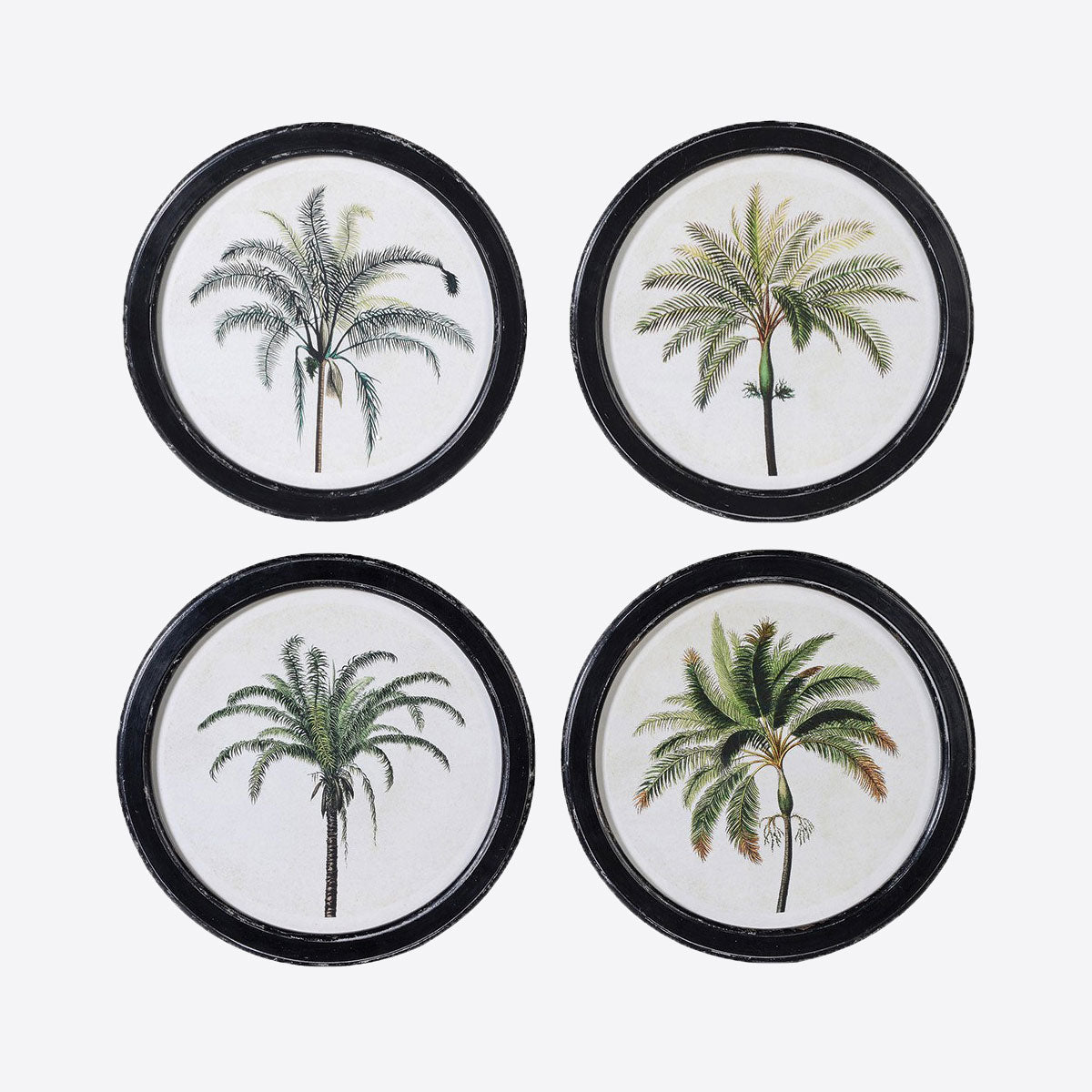Set of 4 Palm Pictures Joanna Wood Shop